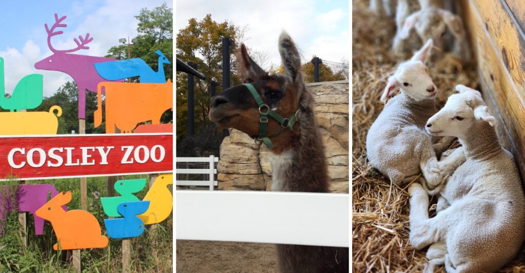 Families Across Illinois Say This Charming Small-Town Zoo Is So Much Fun Kids Never Want to Leave