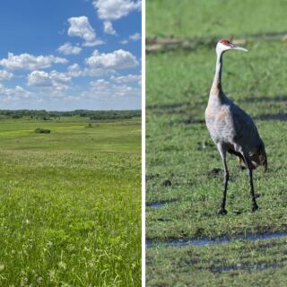 Sandhill Cranes Fly Over Illinois by the Thousands Each Fall, and These 11 Spots Offer Incredible Views