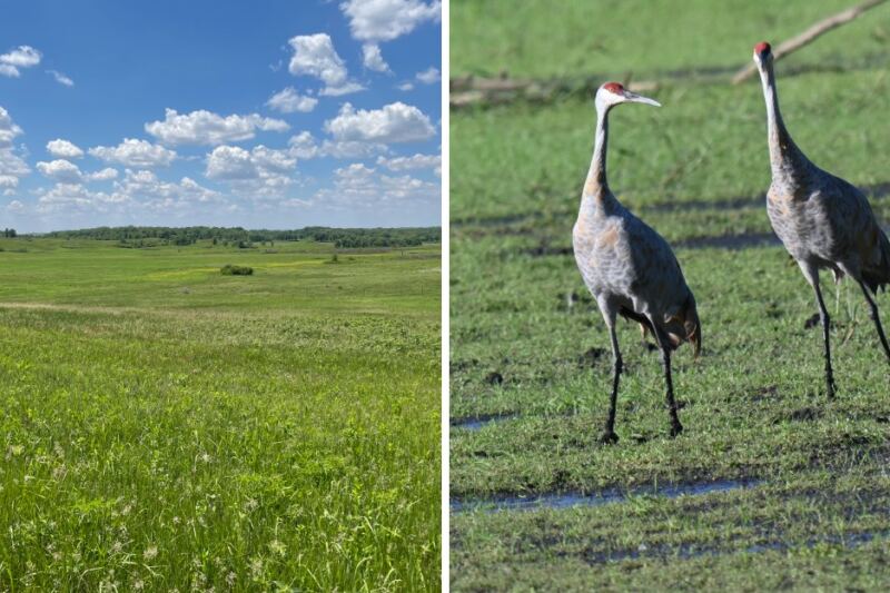Sandhill Cranes Fly Over Illinois by the Thousands Each Fall, and These 11 Spots Offer Incredible Views
