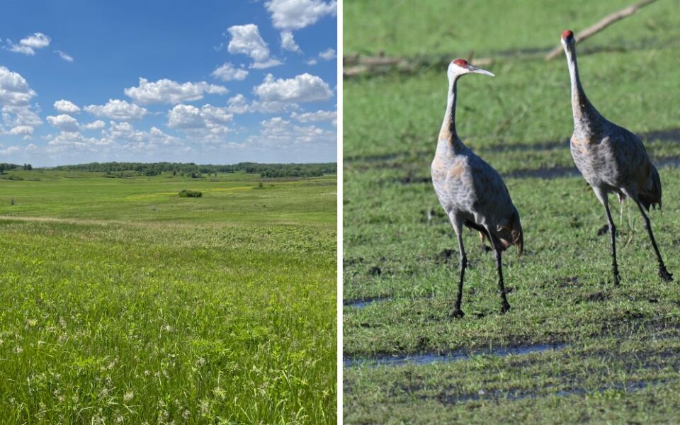 Sandhill Cranes Fly Over Illinois by the Thousands Each Fall, and These 11 Spots Offer Incredible Views