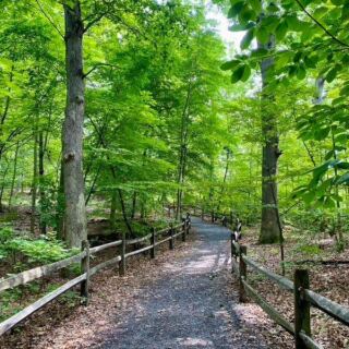 This New York Forest Lets You Walk Beneath Trees That Were Already Standing 400 Years Ago