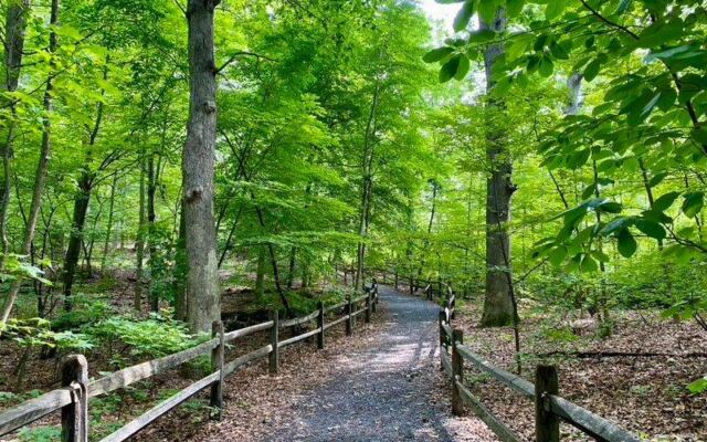 This New York Forest Lets You Walk Beneath Trees That Were Already Standing 400 Years Ago