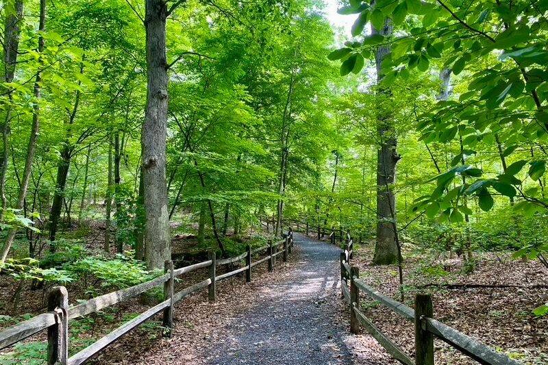 This New York Forest Lets You Walk Beneath Trees That Were Already Standing 400 Years Ago