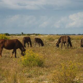 Wild Ponies Still Roam Free On This Remote North Carolina Island You Reach Only By Ferry