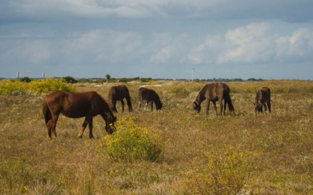 Wild Ponies Still Roam Free On This Remote North Carolina Island You Reach Only By Ferry