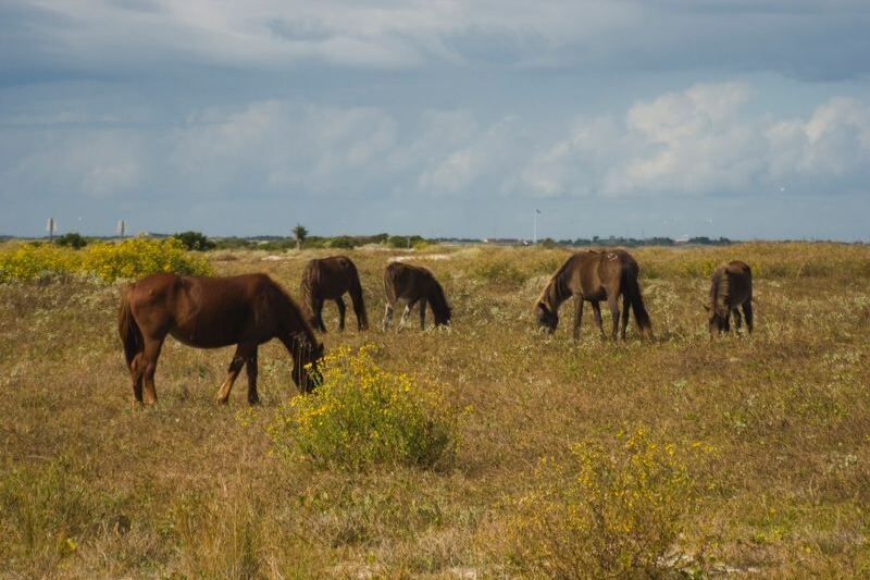 Wild Ponies Still Roam Free On This Remote North Carolina Island You Reach Only By Ferry