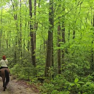 This North Carolina Horseback Ride Ends At A Smoky Mountain Waterfall Instead Of A Parking Lot