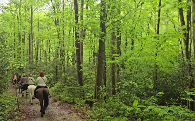 This North Carolina Horseback Ride Ends At A Smoky Mountain Waterfall Instead Of A Parking Lot