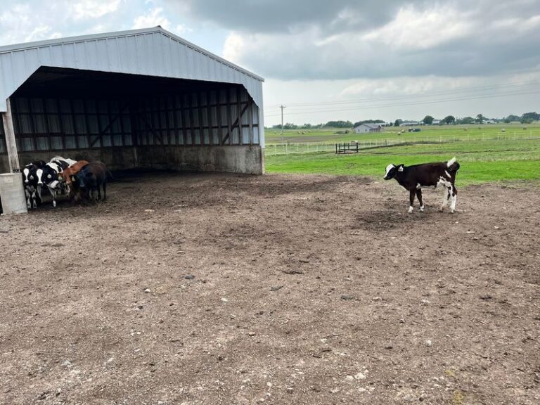 Northeast Of Tulsa, This Dairy Farm Sells Squeaky Cheese Curds On The Honor System