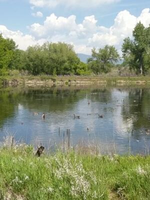 This Two-Mile Colorado Boardwalk Through A Quiet Bird Sanctuary Is Hiding Right Off The Road