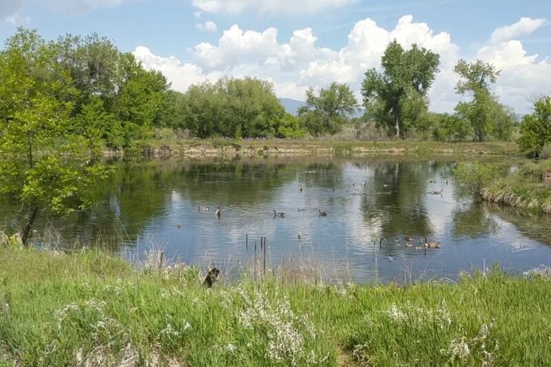 This Two-Mile Colorado Boardwalk Through A Quiet Bird Sanctuary Is Hiding Right Off The Road
