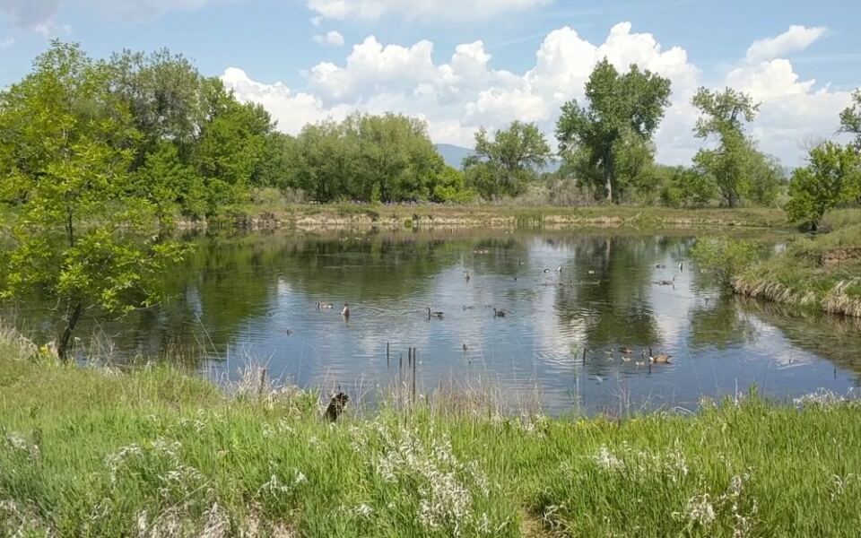 This Two-Mile Colorado Boardwalk Through A Quiet Bird Sanctuary Is Hiding Right Off The Road