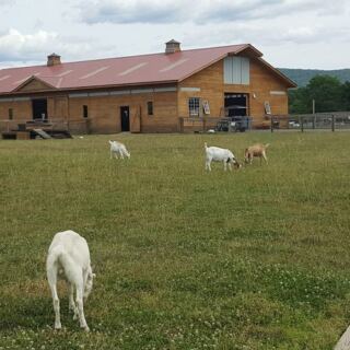 The Heartwarming New York Sanctuary Where Rescued Animals Are Finally Learning What Safe Feels Like