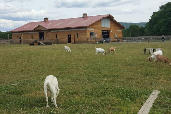 The Heartwarming New York Sanctuary Where Rescued Animals Are Finally Learning What Safe Feels Like