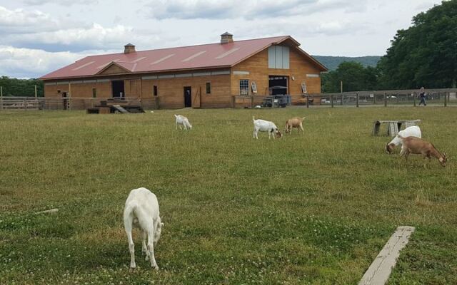 The Heartwarming New York Sanctuary Where Rescued Animals Are Finally Learning What Safe Feels Like