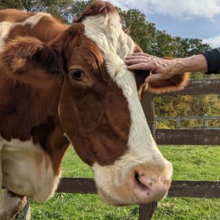 8 New York Farm Sanctuaries Where Rescued Animals Greet You At The Fence Like Old Friends