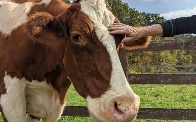 8 New York Farm Sanctuaries Where Rescued Animals Greet You At The Fence Like Old Friends
