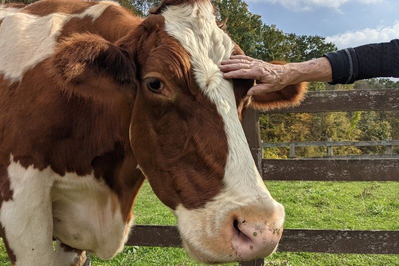 8 New York Farm Sanctuaries Where Rescued Animals Greet You At The Fence Like Old Friends
