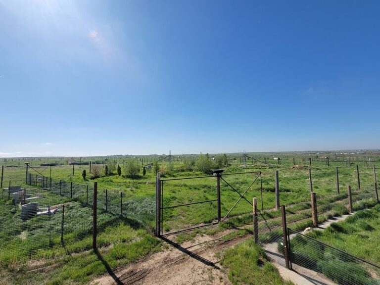 From Rooftop Walkways, You Look Down On Rescued Tigers And Bears At This Colorado Sanctuary