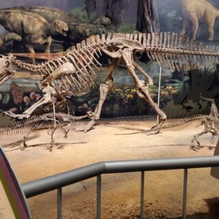 Kids Get Their Hands On Real Fossils And Dinosaur Bones Inside Norman’s Natural History Museum