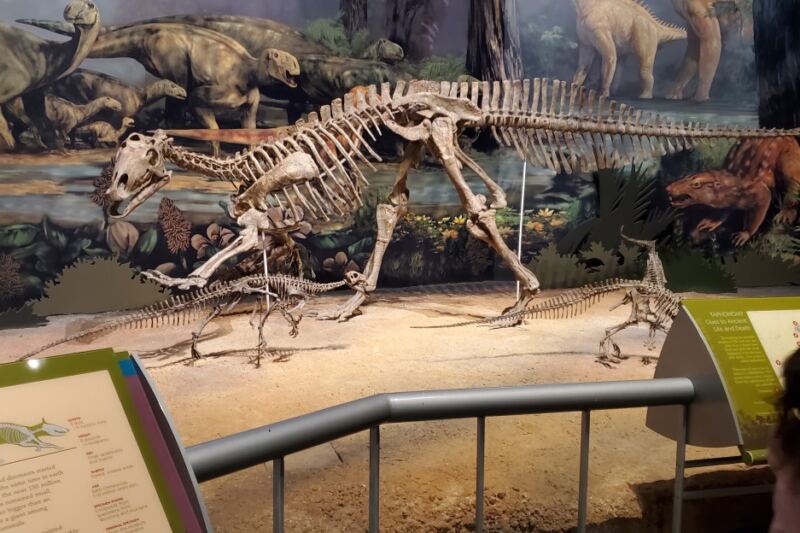 Kids Get Their Hands On Real Fossils And Dinosaur Bones Inside Norman’s Natural History Museum