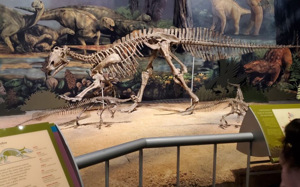 Kids Get Their Hands On Real Fossils And Dinosaur Bones Inside Norman’s Natural History Museum