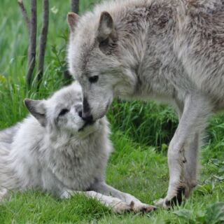 Wolves Stare Right Back at You From Just Yards Away at This North Shore Sanctuary