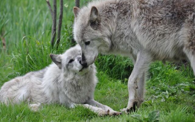 Wolves Stare Right Back at You From Just Yards Away at This North Shore Sanctuary