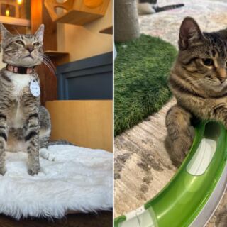 These 10 New York Cat Cafes Let Rescue Cats Choose Their Favorite Visitor, And Regulars Keep Coming Back To Be Chosen
