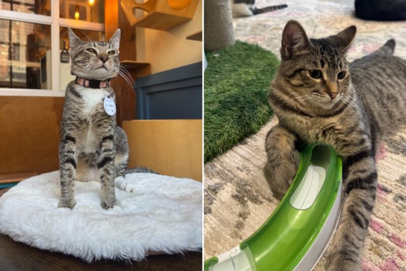 These 10 New York Cat Cafes Let Rescue Cats Choose Their Favorite Visitor, And Regulars Keep Coming Back To Be Chosen