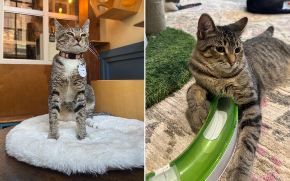 These 10 New York Cat Cafes Let Rescue Cats Choose Their Favorite Visitor, And Regulars Keep Coming Back To Be Chosen