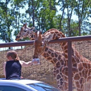 North Carolina Has A Safari Park Where Giraffes Lean Right Into Your Car Window