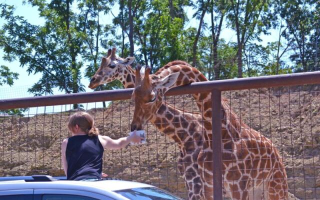 North Carolina Has A Safari Park Where Giraffes Lean Right Into Your Car Window