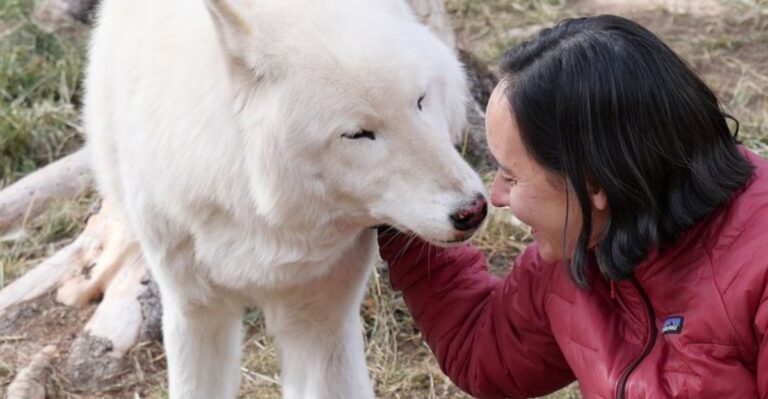 This Colorado Wolf Sanctuary Lets You Hear Rescued Wolves Howl Together At Sunset