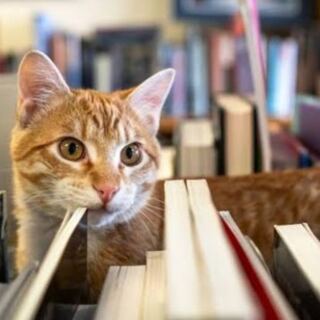 Resident Cats Patrol The Shelves At This Northern Colorado Bookstore Full Of Rare Finds