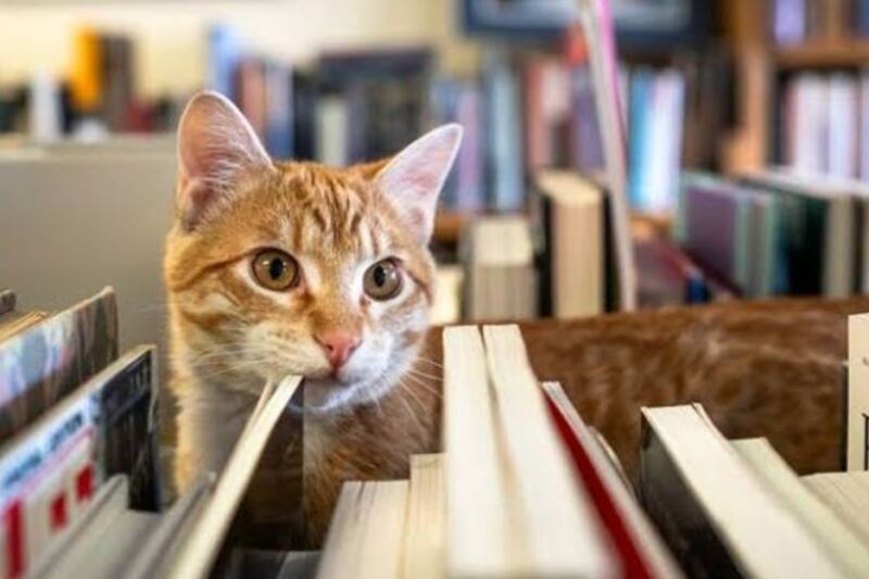 Resident Cats Patrol The Shelves At This Northern Colorado Bookstore Full Of Rare Finds