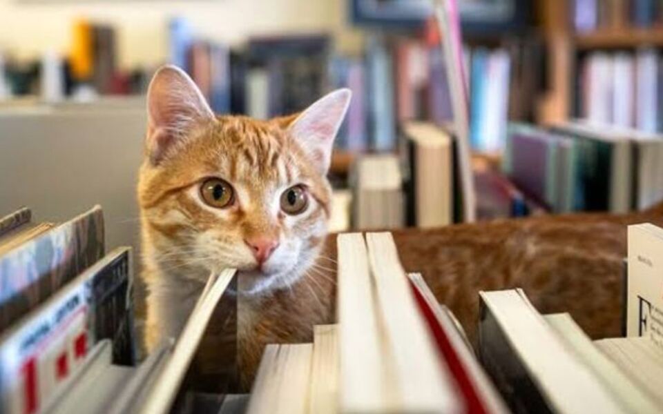 Resident Cats Patrol The Shelves At This Northern Colorado Bookstore Full Of Rare Finds