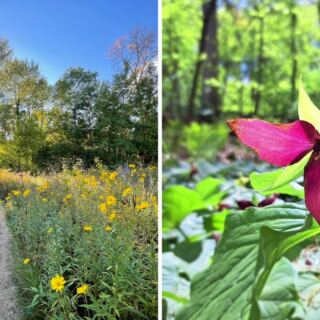 America’s Oldest Wildflower Garden Is In Minnesota, And You Walk In For Free