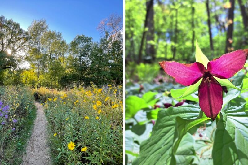 America’s Oldest Wildflower Garden Is In Minnesota, And You Walk In For Free