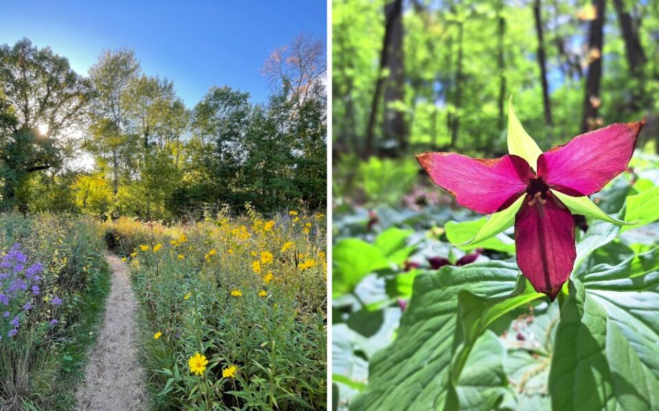 America’s Oldest Wildflower Garden Is In Minnesota, And You Walk In For Free
