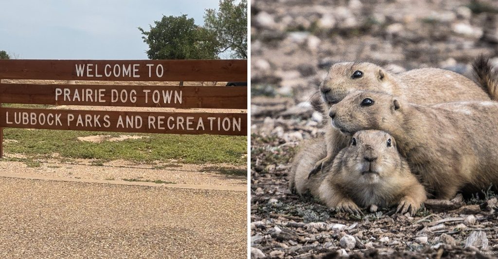 Few People Know About This Park Where Prairie Dogs Steal the Show