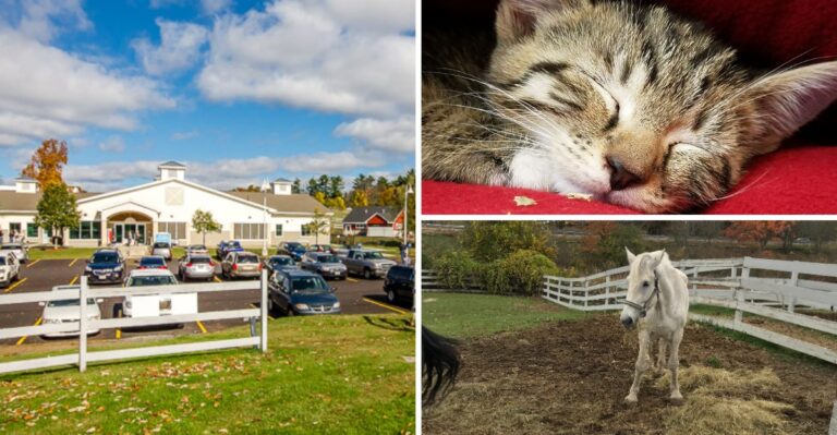 From Cats To Cows This 55-Acre Massachusetts Rescue Gives Animals A Place To Heal