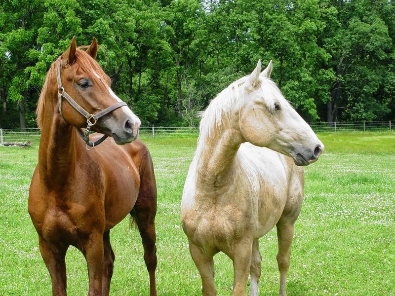 Grab a Pitchfork: Volunteering at an Illinois Horse Rescue