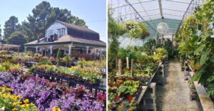 Garden Lovers Could Save Big At These 11 Tennessee Spots