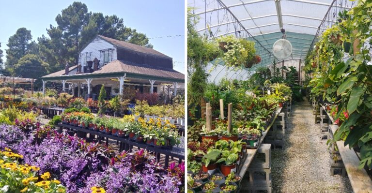 Garden Lovers Could Save Big At These 11 Tennessee Spots