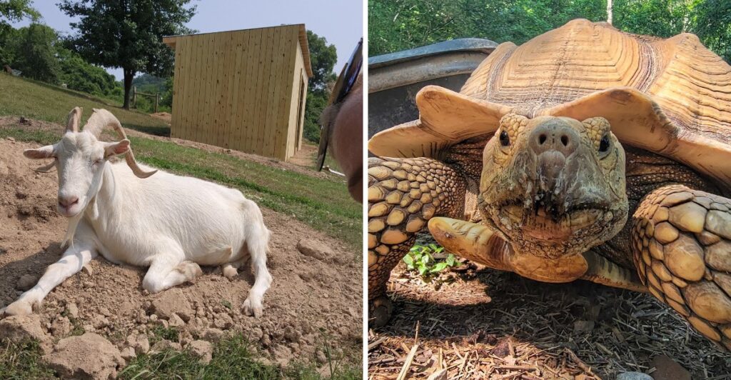 Hope Has A Home At This Tennessee Farm Caring For Rescued Animals