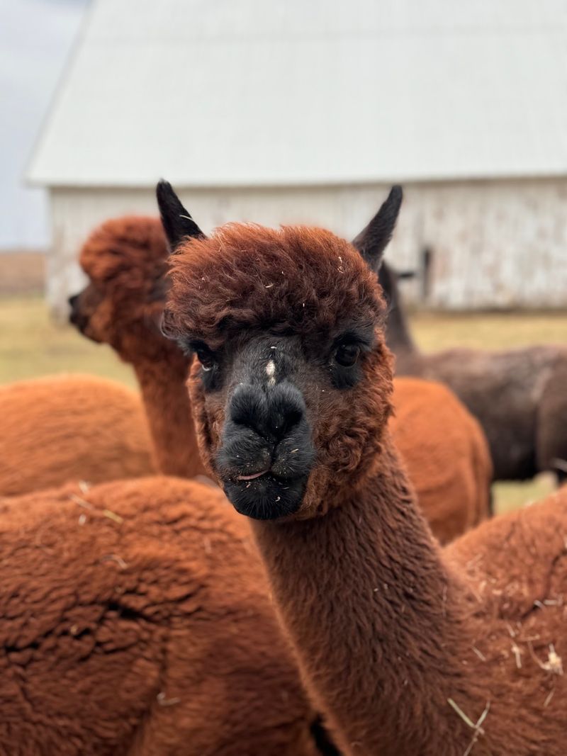 Lucky Clover Farm (Yorkville) Lucky Clover Farm (Yorkville)