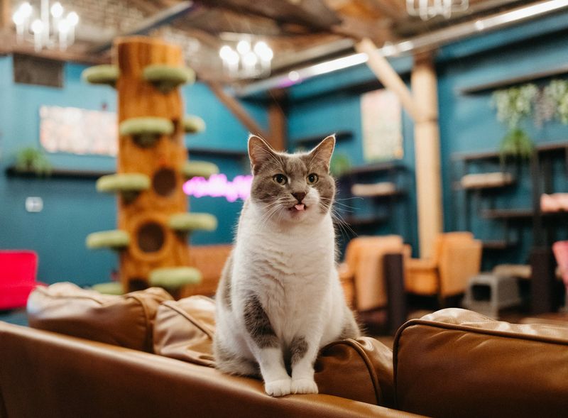 Meet Bastet and Friends, Every One Hoping for a Home