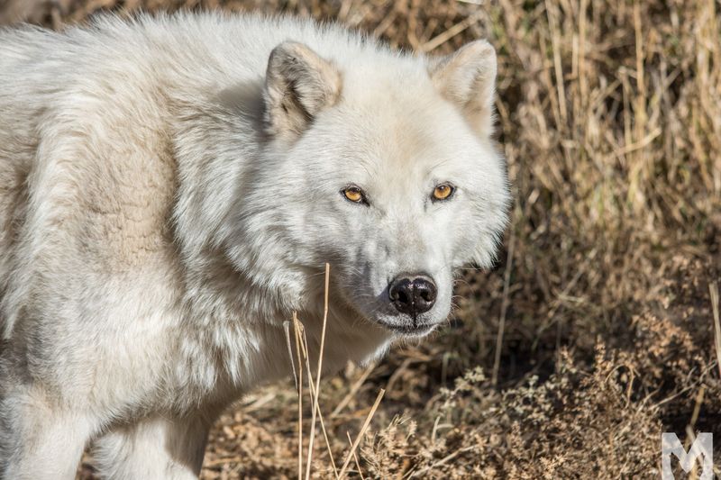 Why Mission: Wolf Stands Apart in Colorado Why Mission: Wolf Stands Apart in Colorado