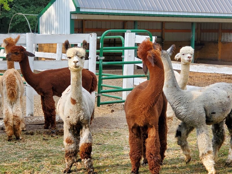 SafeHouse Farm Alpacas & Ye Olde Alpaca Shoppe (Barrington) SafeHouse Farm Alpacas & Ye Olde Alpaca Shoppe (Barrington)